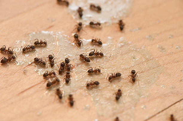 Pest Control Cost in Greensboro, MD